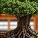 上級の園芸家が盆栽の手入れをしている様子、または高度な配置技術を学ぶ様子