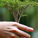 中級の園芸家が庭で丁寧に植物を剪定している様子